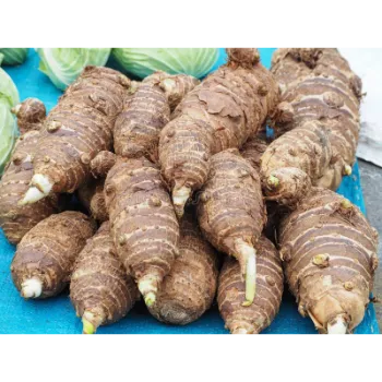 Natural Taro Root